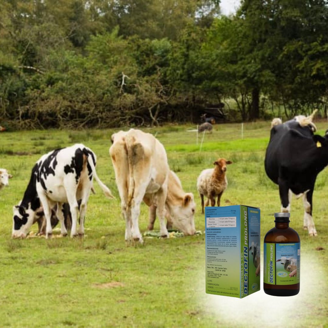 Dectofin Prolong - Imagen 2