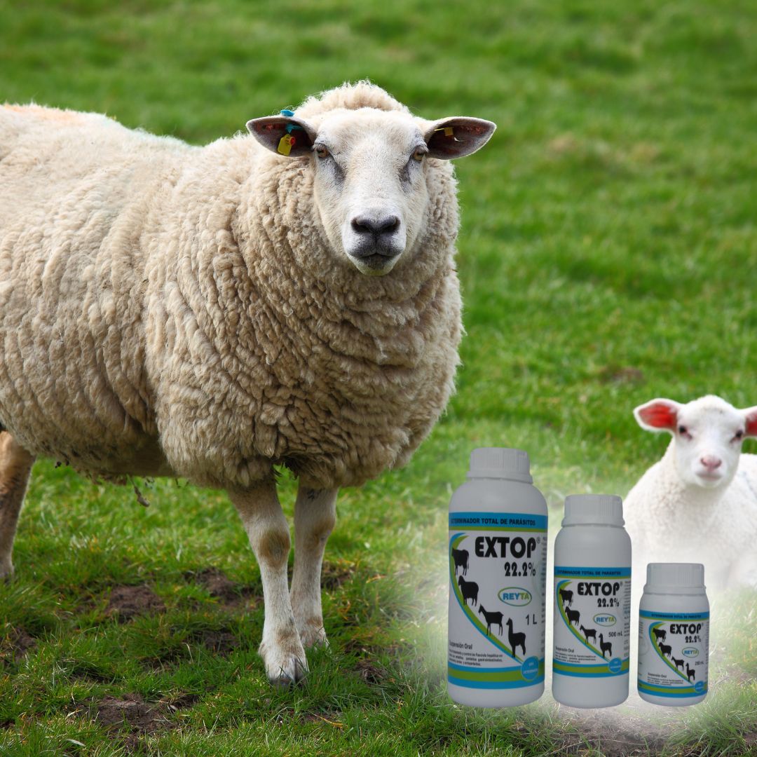 Extop 22.2% - Imagen 6