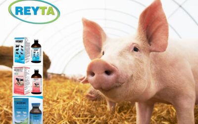 Crianza exitosa del cerdo: Sanidad y Nutrición para un Negocio Rentable