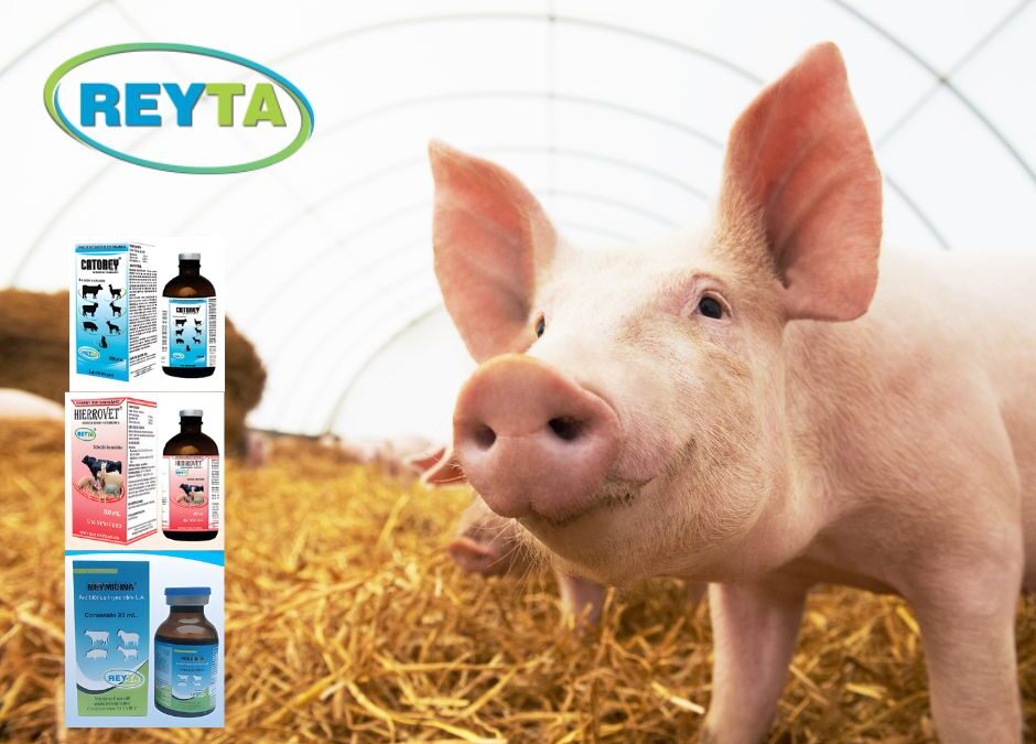 Crianza exitosa del cerdo: Sanidad y Nutrición para un Negocio Rentable